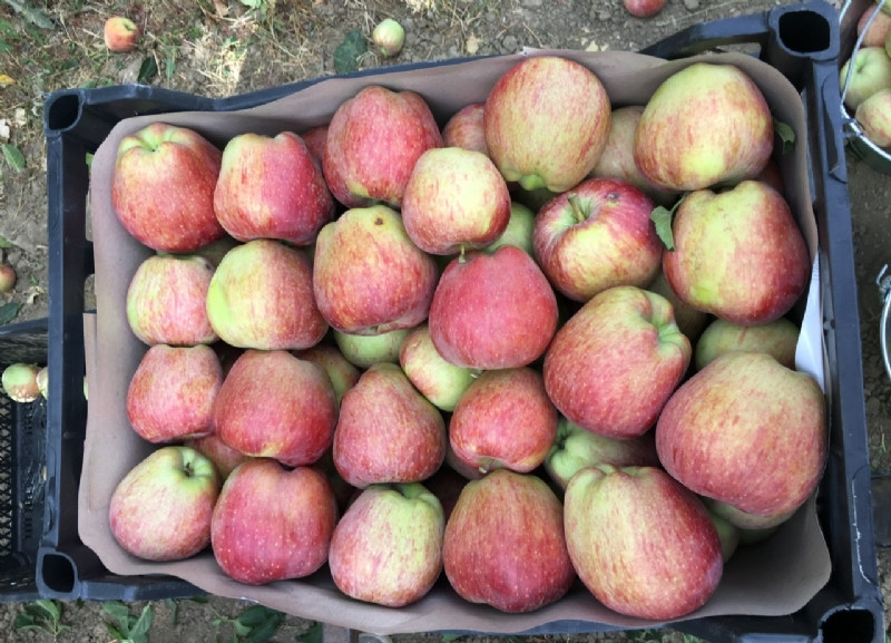 STARKING Apple