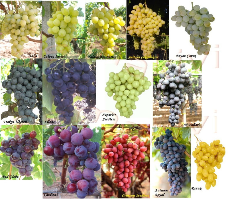 Yalva grape