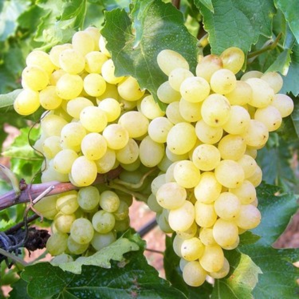 Yalva grape