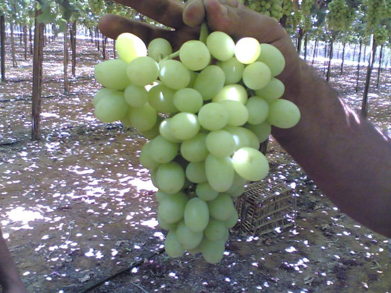 Sugraone grape