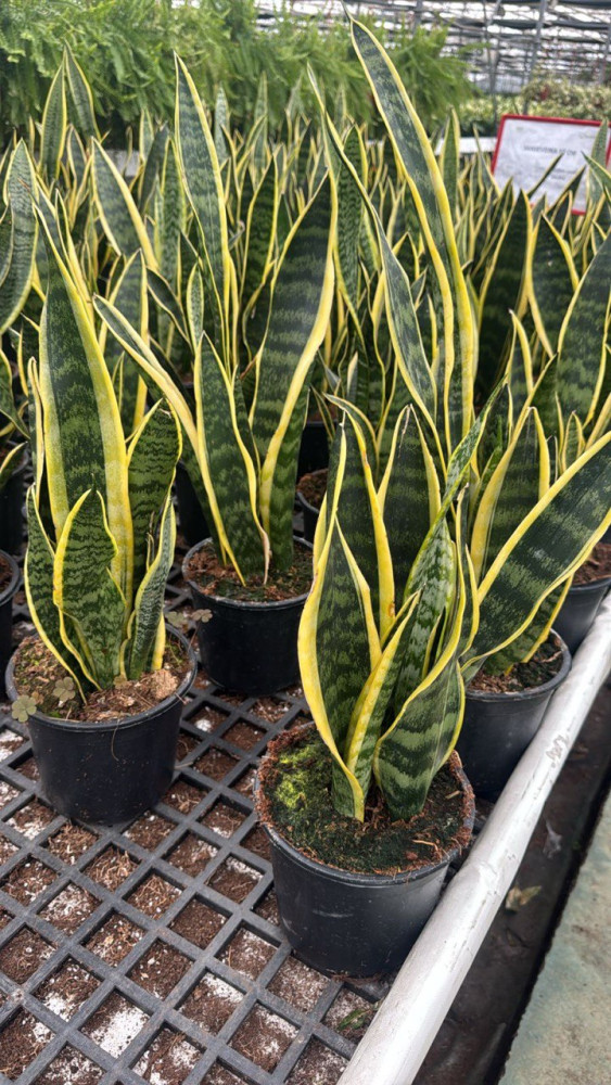 Sansevieria