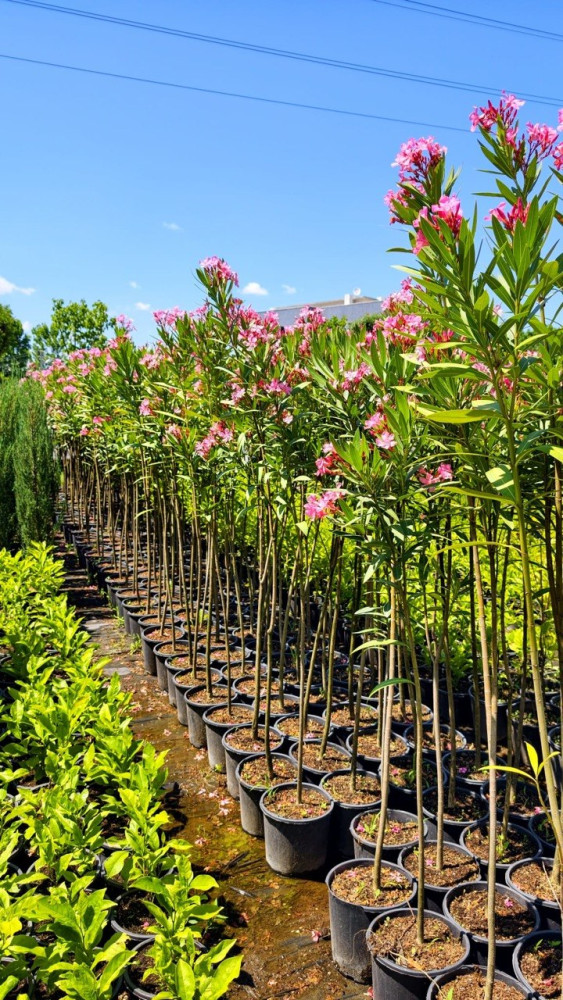 Oleander