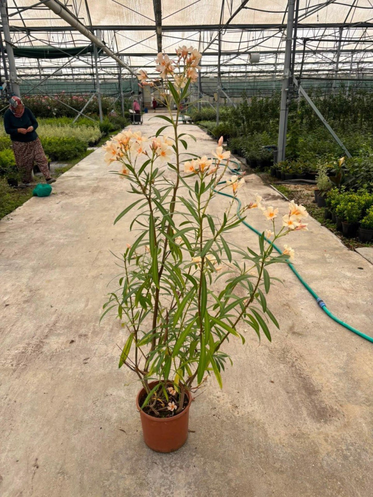 Oleander